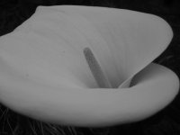 Flower.