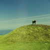 Cow on Hill