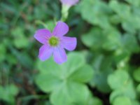 Purple flower.