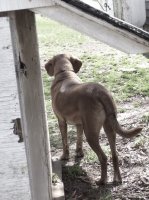 Doghouse