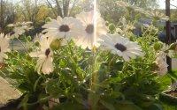 Daisy