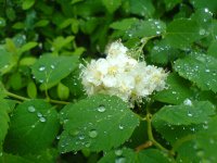 Flower in the morning