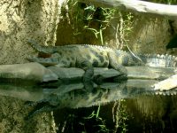 crocodile mirror
