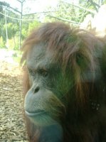 beautiful orangutan