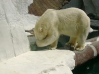 dont be ashamed mr. polar bear