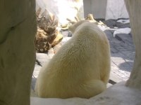 mrs. polar bear