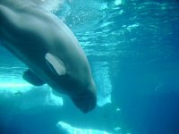 beluga down
