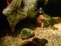 starfish and shellfish