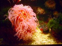 anenome