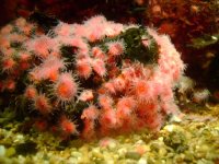 baby anenome
