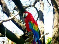 pretty parrot