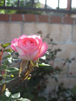 flowers :]