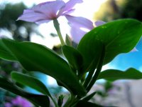 Flowers from an Ant's View