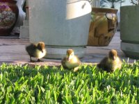Ducklings :)