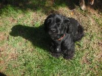 black dog