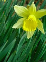 Daffodil
