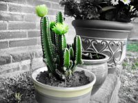 Cactus